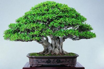 榕树盆景的风水作用是什么 榕树盆景的寓意及摆放位置建议