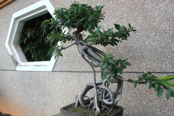榕树盆景的风水作用是什么