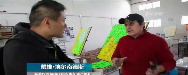 玫瑰花种类有哪些