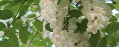 盆栽洋槐花怎么种植 洋槐花盆栽养殖方法和注意事项