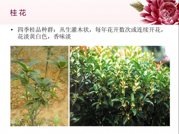 桂花品种有哪些，桂花品种介绍