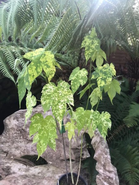 适合盆栽地栽的灌木花卉有哪些