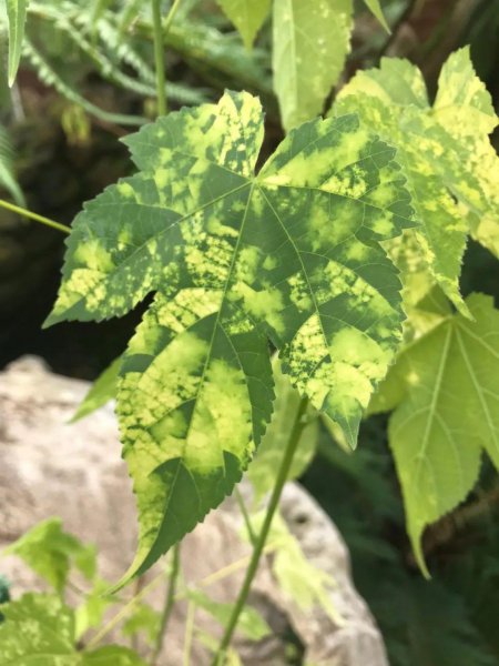 适合盆栽地栽的灌木花卉有哪些