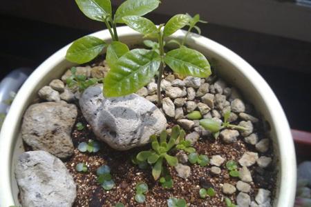 桂圆种子盆栽怎么种植