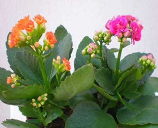海棠花和长寿花哪个好