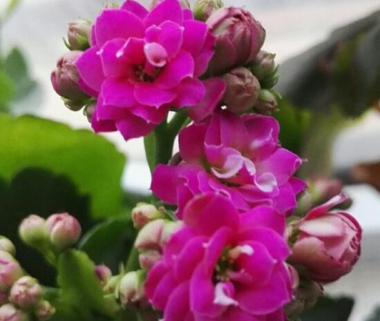 海棠花和长寿花哪个好