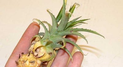菠萝盆栽怎么种植 盆栽菠萝的种植方法