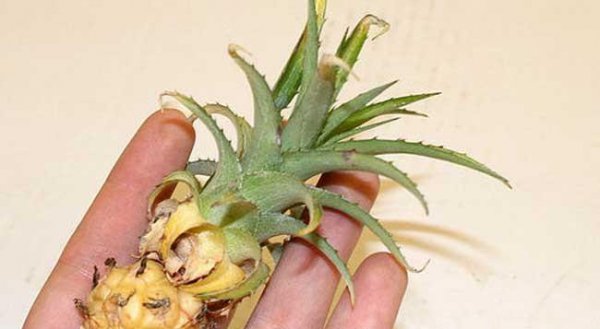 菠萝盆栽怎么种植