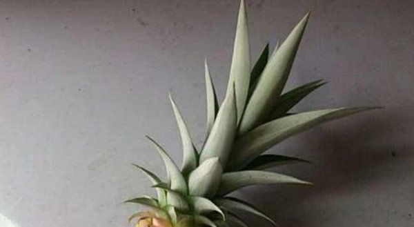 菠萝盆栽怎么种植