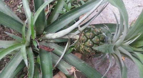 菠萝盆栽怎么种植