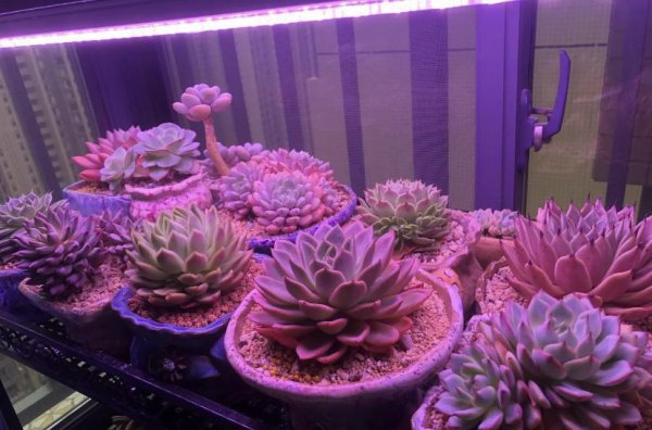 什么样的补光灯最好用