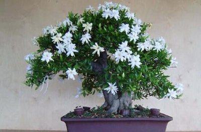栀子花盆景如何制作 栀子花盆景制作方法
