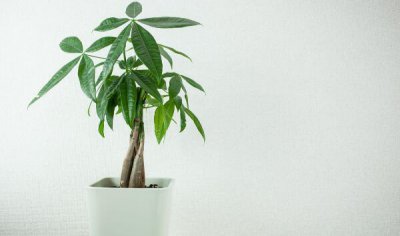 发财树多少钱一盆 发财树价格介绍及图片观赏