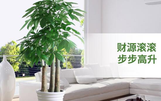 发财树多少钱一盆
