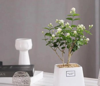 能用醋浇的花有哪些 盘点4种喜欢醋酸的花卉植物