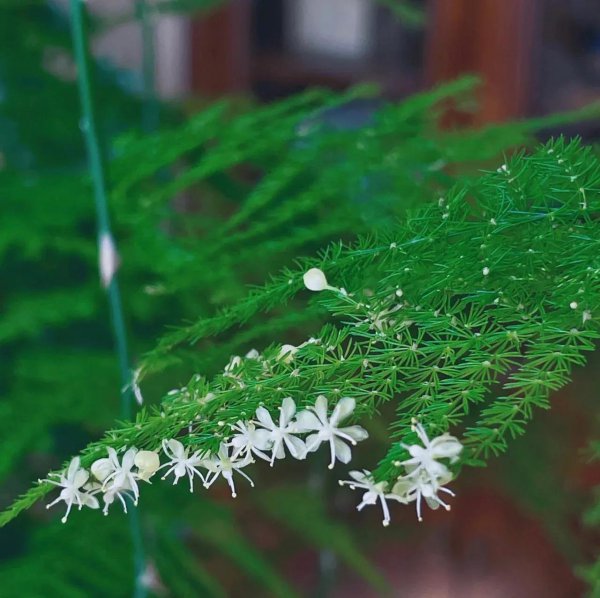能用醋浇的花有哪些