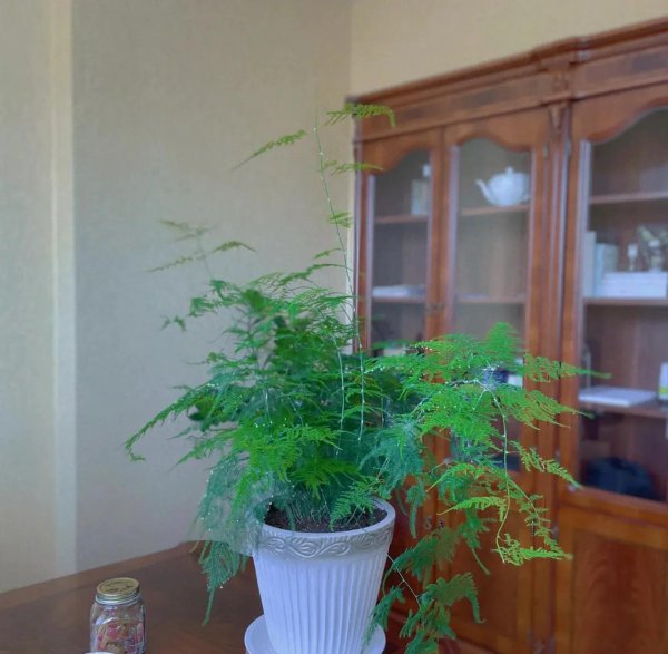 能用醋浇的花有哪些