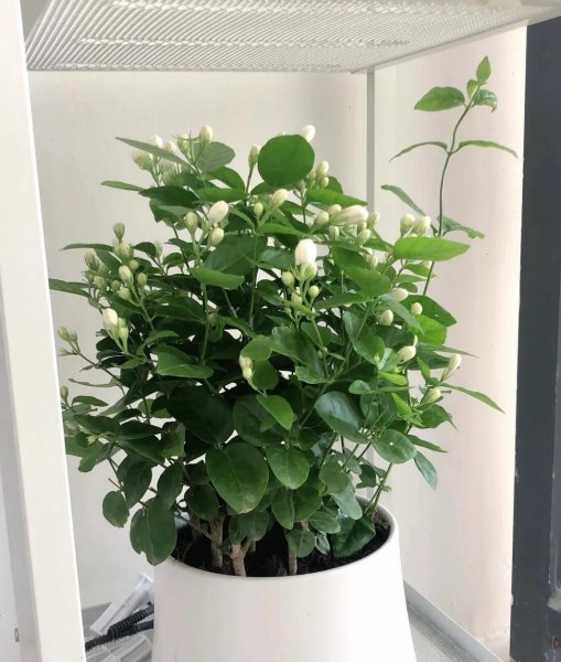 能用醋浇的花有哪些