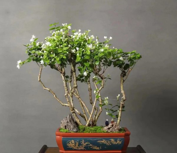 能用醋浇的花有哪些