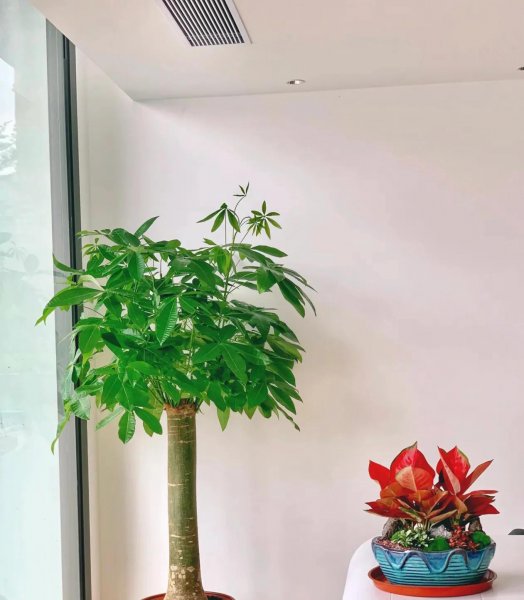 能用醋浇的花有哪些