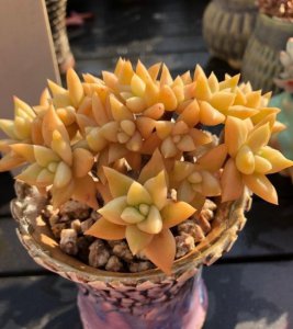 山东的多肉很好养吗 盘点山东多肉的特性