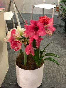 蜘蛛兰和朱顶红的区别 详解多角度进行分析