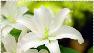 百合花可以吃吗？ 百合花食用方法