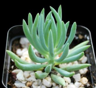 常见的多肉菊科植物有哪些 盘点5种常见的菊科多肉植物