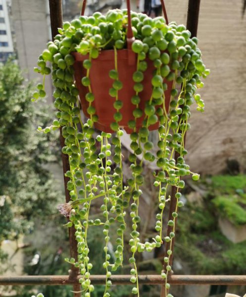 常见的多肉菊科植物有哪些