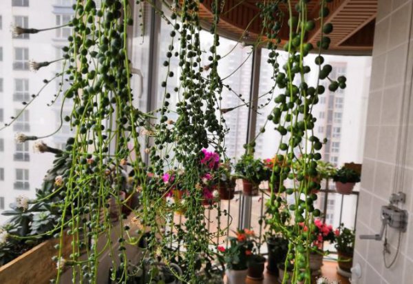 常见的多肉菊科植物有哪些