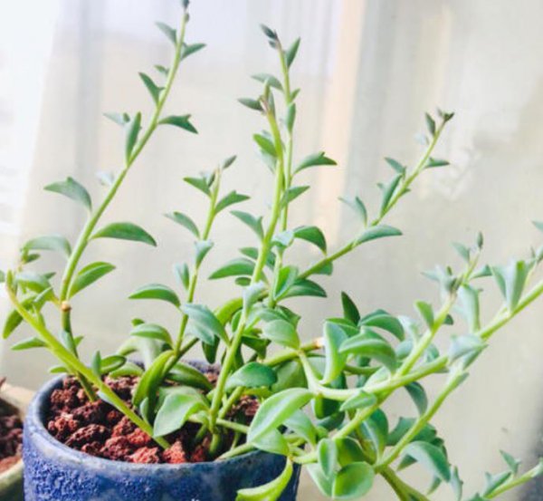 常见的多肉菊科植物有哪些