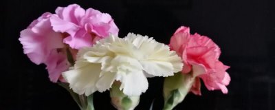 适合送老师的花有哪些 4种最适合送老师的花卉推荐
