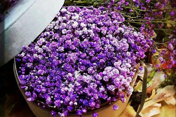 适合送老师的花有哪些