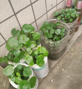金钱草和铜钱草有什么区别 详解金钱草和铜钱外形、植株及生成差异