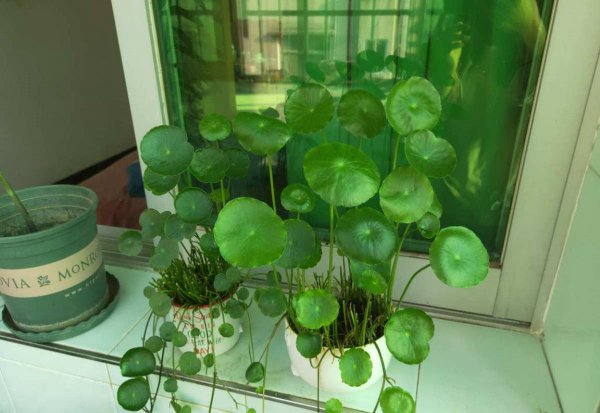 金钱草和铜钱草有什么区别