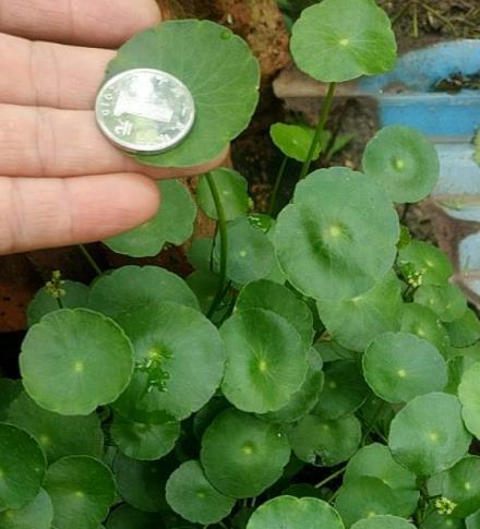 金钱草和铜钱草有什么区别