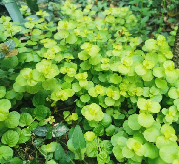 金钱草和铜钱草有什么区别