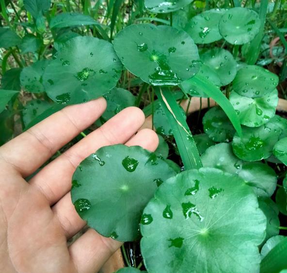金钱草和铜钱草有什么区别