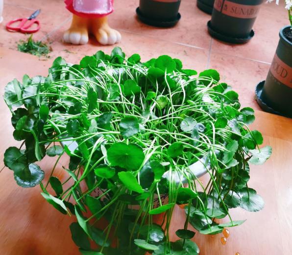 金钱草和铜钱草有什么区别