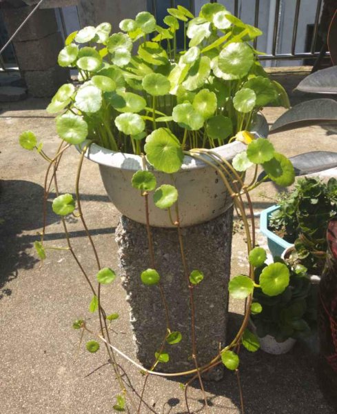 金钱草和铜钱草有什么区别