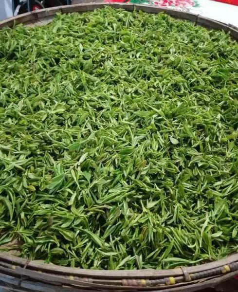 什么是茶树