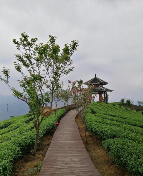 什么是茶树