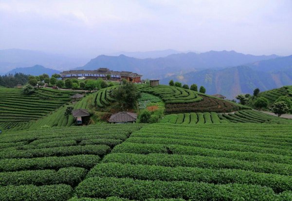 什么是茶树
