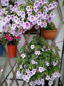 长筒花耐阴吗 长筒花常见品种介绍
