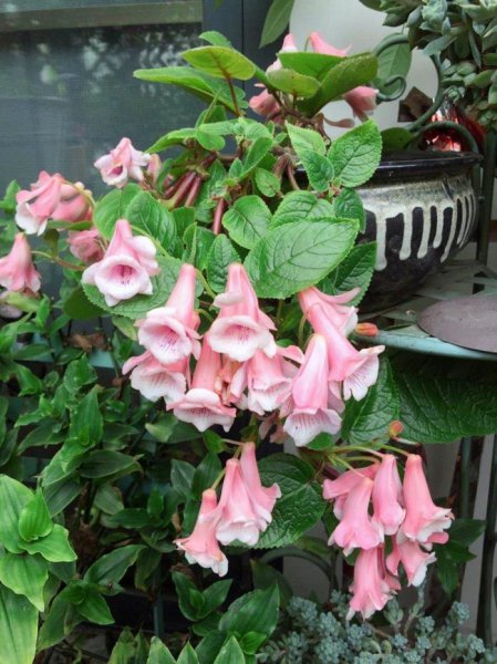 长筒花耐阴吗