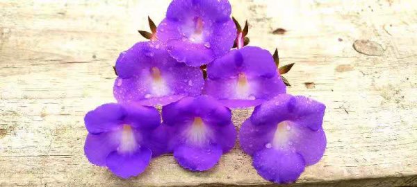 长筒花耐阴吗
