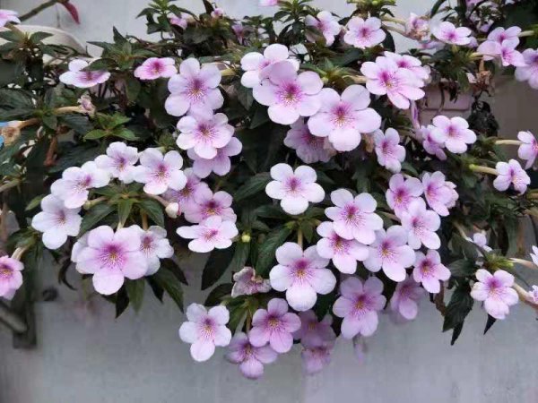 长筒花耐阴吗