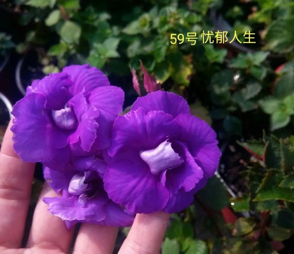长筒花耐阴吗