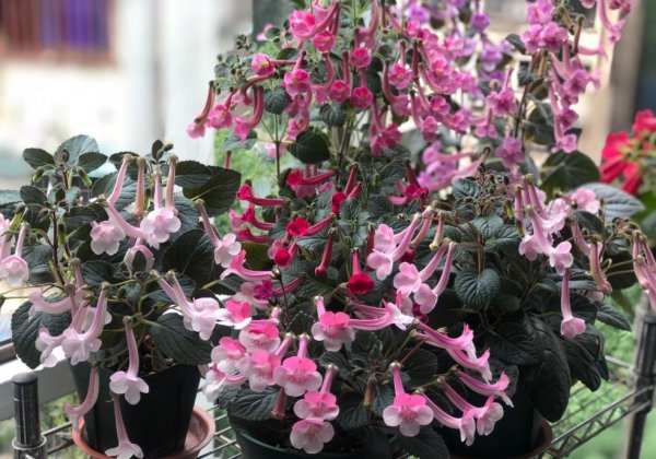 长筒花耐阴吗
