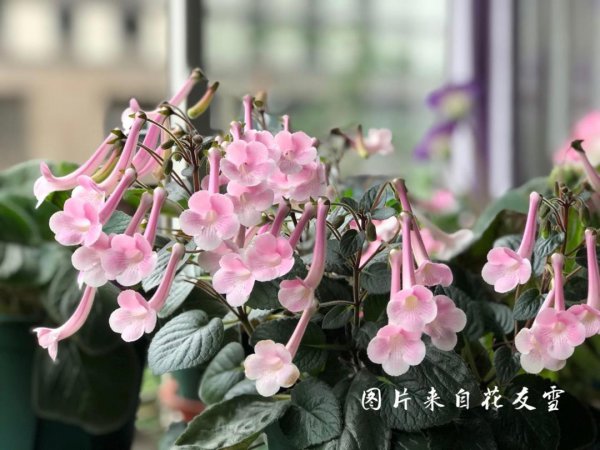 长筒花耐阴吗